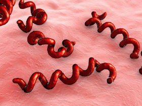 Representation for Syphilis Virus | Credits: Science Photo Library